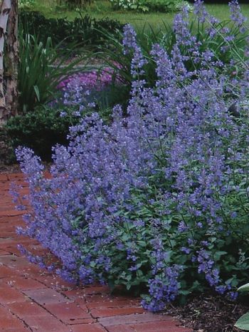 Nepeta Racemosa Blue Wonder- непета синьо чудо (1264)